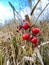 Pre-spring dried Rose Hips on the plants