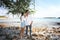 Pre Wedding photo of romantic Thai couple on seaside.