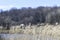 Pre-winter landscape of the river Bank with panicles of reeds on the background of the flown forest. The photo was taken on a soft