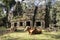 Preah Khan Building With Cow