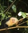 A Precautionary Capuchin Monkey Marking its `Safe Zone`