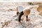 Precious Adorably Cute Happy Baby Boy Toddler Smiling and Playing in the Sand At the Beach Next to the Ocean Water Outside During