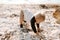 Precious Adorably Cute Happy Baby Boy Toddler Smiling and Playing in the Sand At the Beach Next to the Ocean Water Outside During