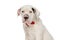 Precious american bulldog puppy wearing red bowtie