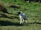 Precious Black and White Swaledale Lamb on the Moors