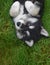 Precious Face of an Adorable Alusky Puppy on His Back