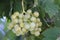 The precious image of bunch of ripe grapes ready to be collected and processed into wine