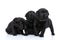 Precious little group of three labrador retriever puppies looking to side