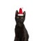 Precious little metis black cat wearing christmas hat on white background