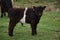 Precious Looking Belted Galloway Calf on English Moorland