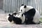 Precious Moment of Mother Panda and her Cub, Chengdu Panda base, China