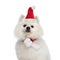 Precious pomeranian puppy with christmas hat and scarf