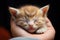 A precious small kitten curled up and peacefully napping in the gentle grip of a persons hand, The kitten sleeps in my palm, AI