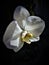 Precious white orchid among the darkness. Flower, beauty and uniqueness