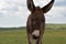 Precious Wild Baby Burro Standing on a Prairie