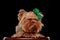 precious yorkie puppy with tongue exposed wearing green bow