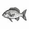 Precise Draftsmanship: Black And White Fish Illustration