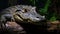 Precise And Lifelike Gator With Shiny Eyes In Brazilian Zoo