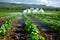 Precision irrigation systems and agricultural practices contributing to the efficient use of water in agriculture