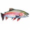 Precision Painted Illustrations Of Rainbow Trout Swimming