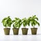 Precisionism-inspired Basil Plants In Ceramic Pots On White Background