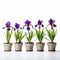 Precisionist Lines: Purple Iris Flower In Pots Against White Background