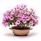 Precisionist Oshare Kei Petunia Bonsai: Vibrant Purple Plant With Flowers