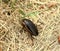 Predaceous Diving Beetle