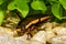 Predacious Diving Beetle