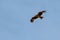 Predator bird in a blue sky