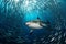 A predator great white shark swimming in the ocean coral reef shallows just below the water line closing in on its