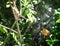 predator spider web abstract net trap for food hanger on green leaf. danger network tropical wildlife