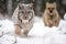 Predator wildlife cat carnivore animal mammal snow winter outdoors feline nature lynx wild