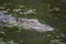 Predatory Alligator in Barataria Preserve in Southern Louisiana