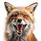 Predatory angry red fox bares big fangs, growls, portrait, close-up
