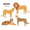 Predatory animals lion, lioness, cheetah, tiger. Wild cats vector set