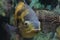 Predatory aquarium fish Astronotus