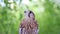 Predatory bird. Close-up. Falcon kestrel