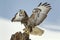 Predatory bird - common buzzard landing on a tree stump