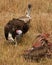 Predatory bird is eating the prey in the savannah. Kenya. Tanzania.