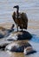 Predatory bird is eating the prey in the savannah. Kenya. Tanzania.