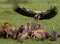 Predatory bird flies to prey. Kenya. Tanzania. Safari.