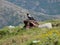 Predatory bird sitting on dead horse - Gennargentu National Park