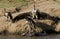 Predatory bird sitting on a rock near the river. Kenya. Tanzania. Safari. East Africa.