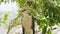 Predatory bird snake eagle looking into camera on tree branch and green foliage landscape. Close up hawk bird of prey in