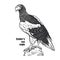 Predatory bird. Steller`s sea eagle