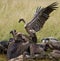 Predatory birds eat the prey in the savannah. Kenya. Tanzania.