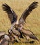 Predatory birds eat the prey in the savannah. Kenya. Tanzania.