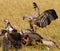 Predatory birds eat the prey in the savannah. Kenya. Tanzania.