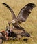 Predatory birds eat the prey in the savannah. Kenya. Tanzania.